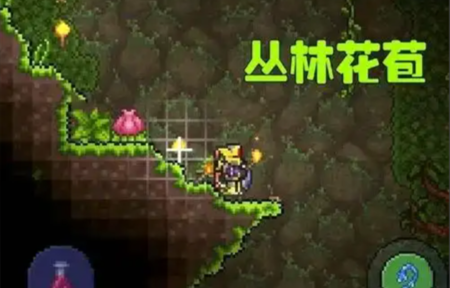 泰拉瑞亚如何增加花苞数量