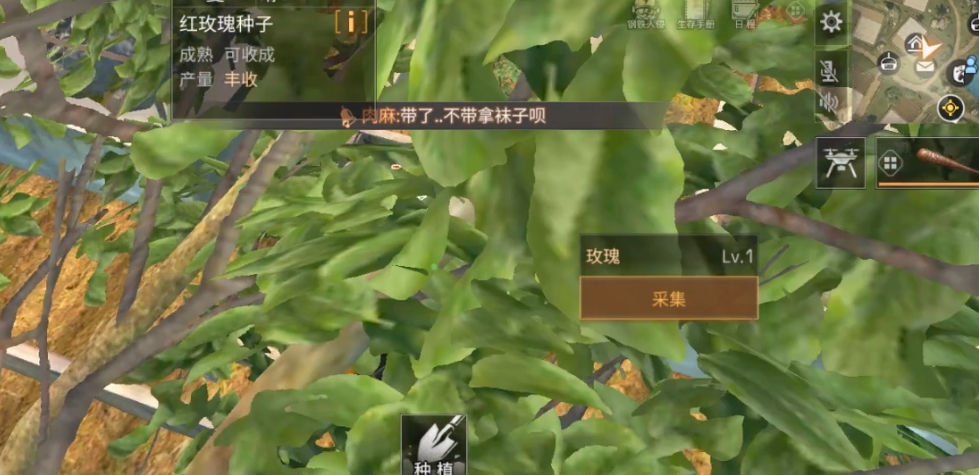 明日之后怎么赠送玫瑰种子